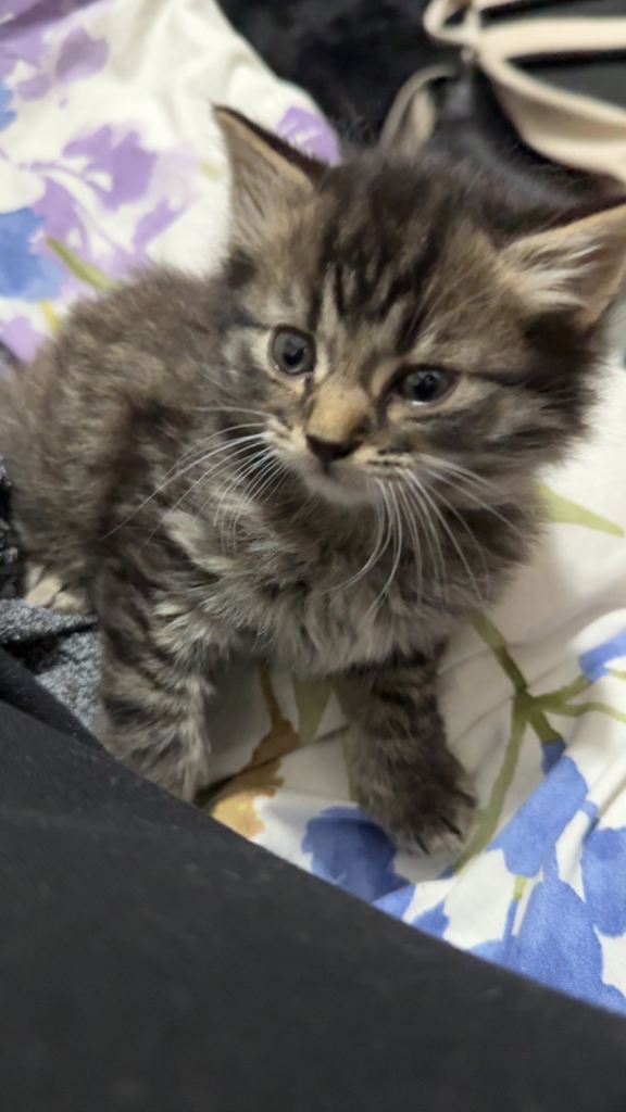 Kitten for sale (Kairo)