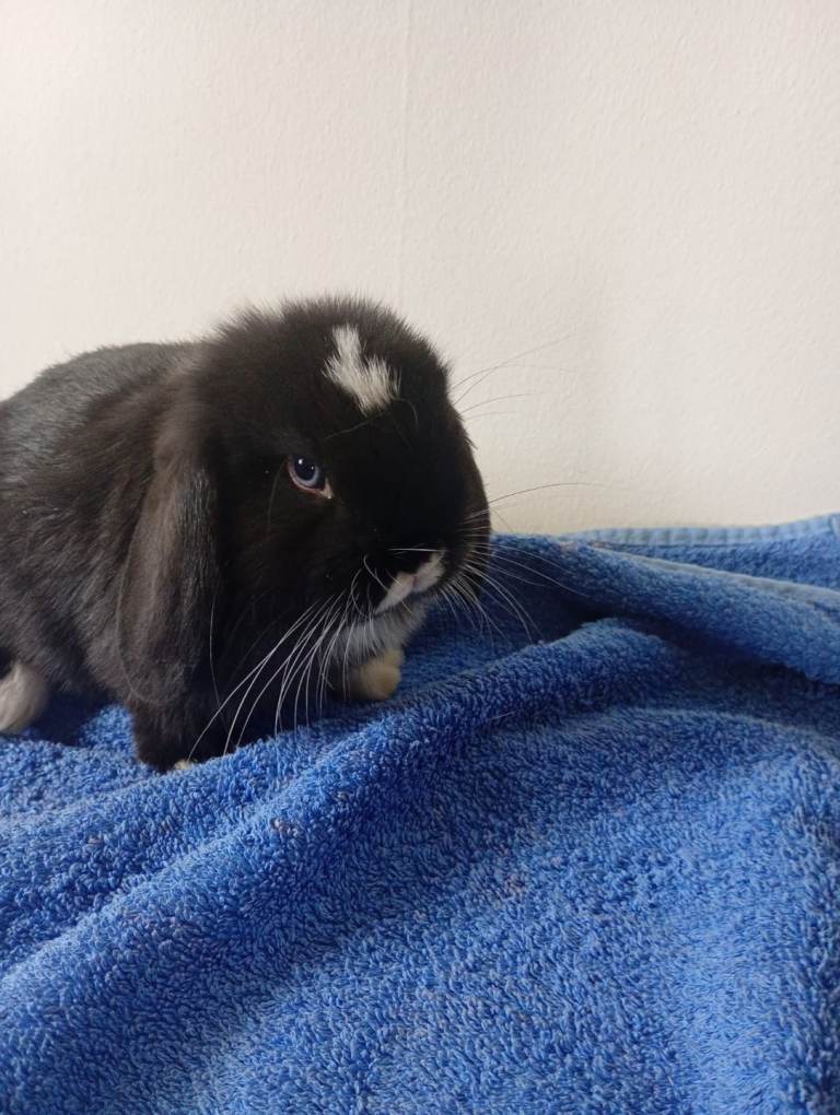 Gorgeous female mini lop to reserve