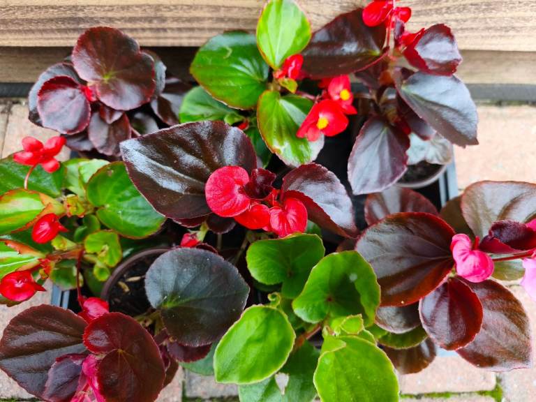 Healthy Wax Begonias (Bronze & Green Leaf) - 4 for £5