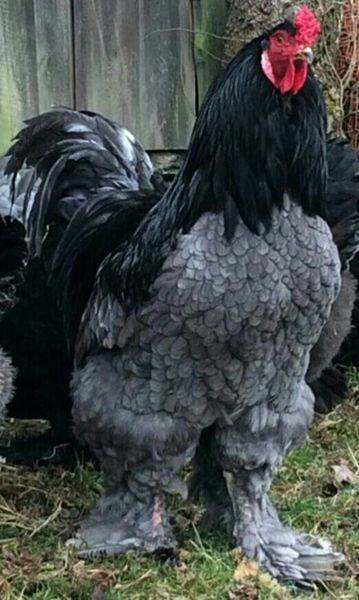 Brahma hatching eggs blue big race