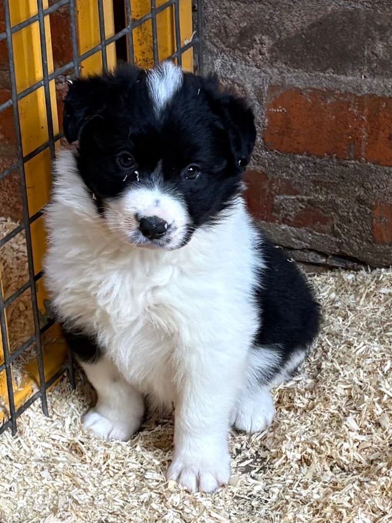 Border Collie pups for sale🐾