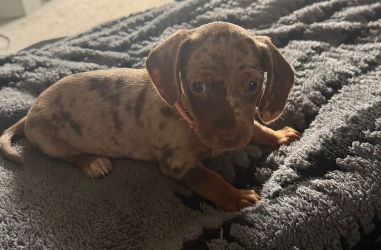 Dachshund puppys
