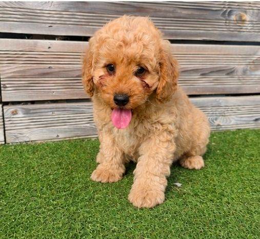 Gorgeous litter of Cockapoo pups 🐾❤️