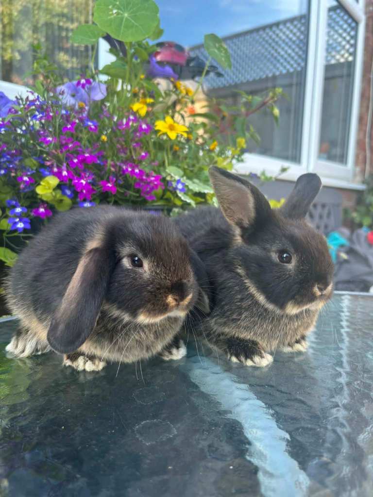 2 mini lop cross black otter males