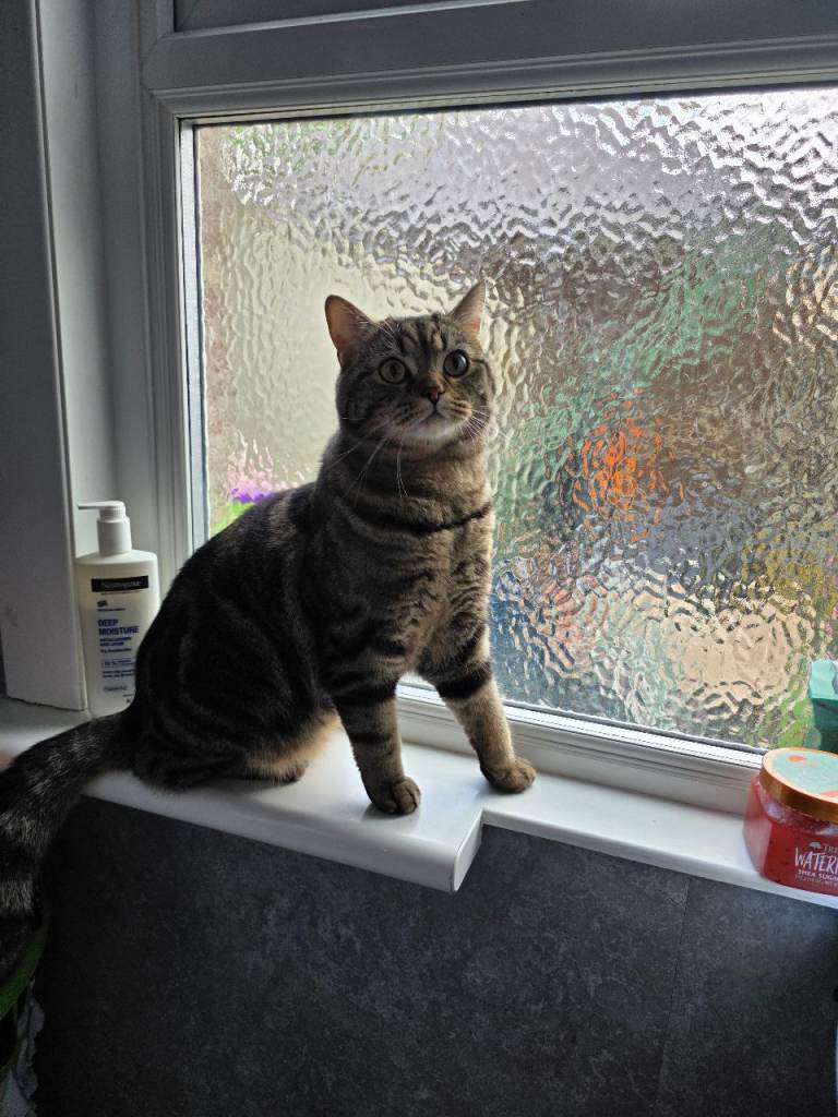 Cat for sale £450