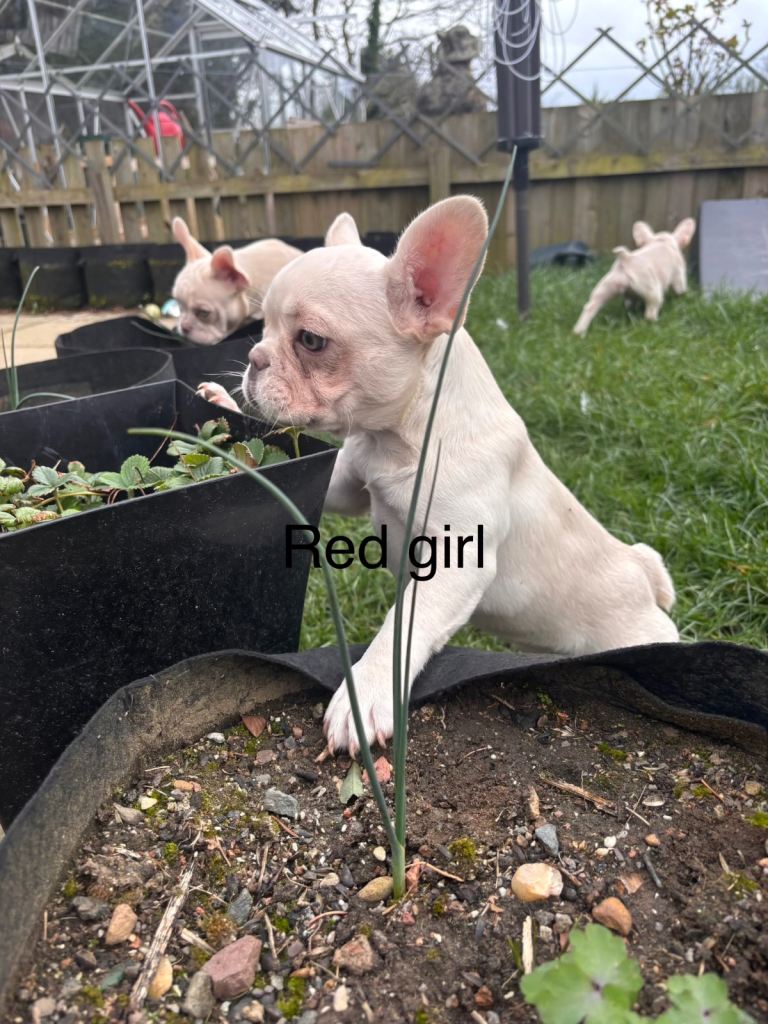 Platinum KC registered French Bulldog Puppies