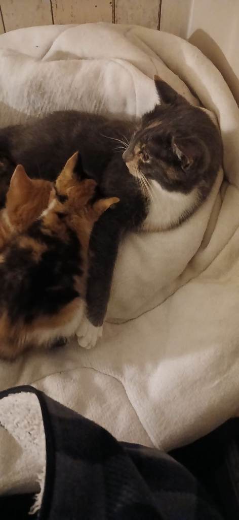 Male and female kittens