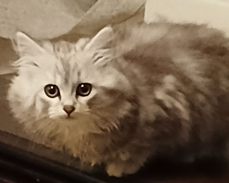  Kitten Longhair silver tabby female 