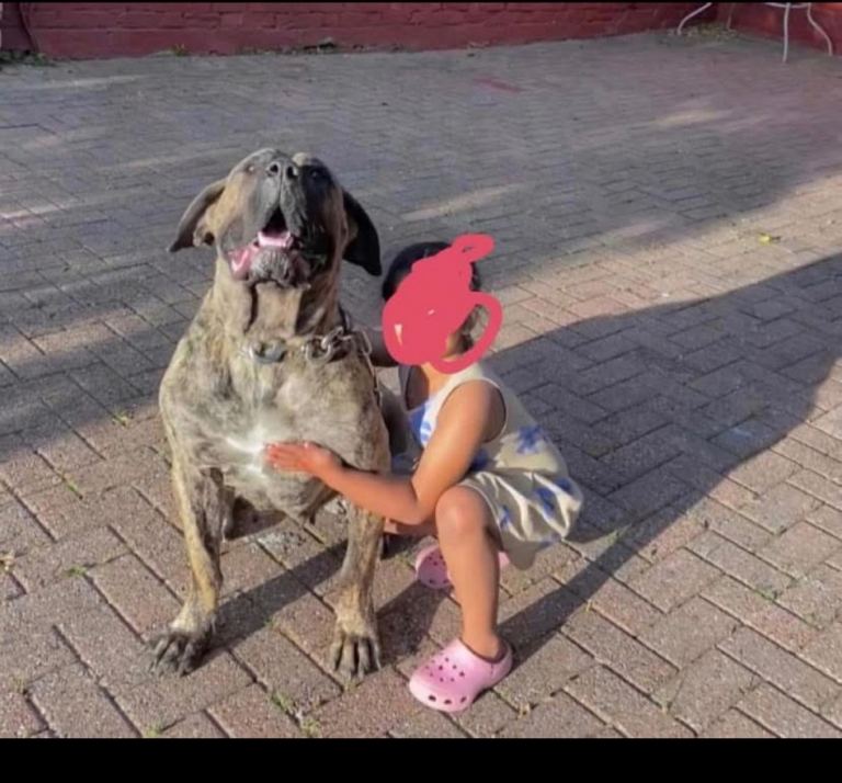 Chunky purebred presa canario puppy’s