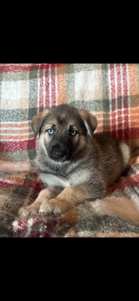 Shepsky puppies (German Shepherd x Siberian Husky)