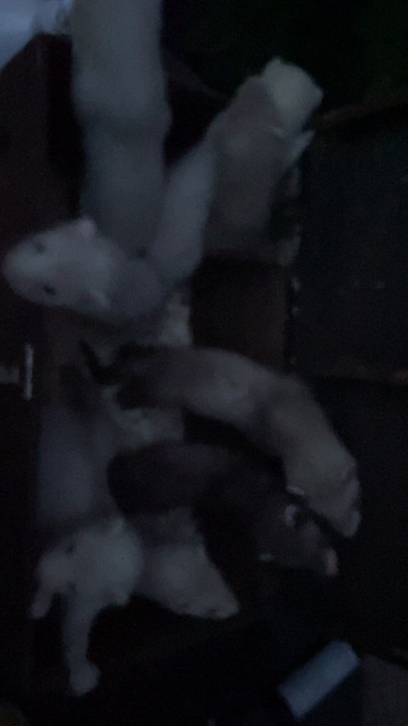 Ferret kits for sale 