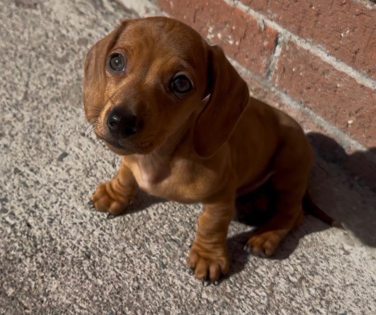 One left IKC miniature dachshunds