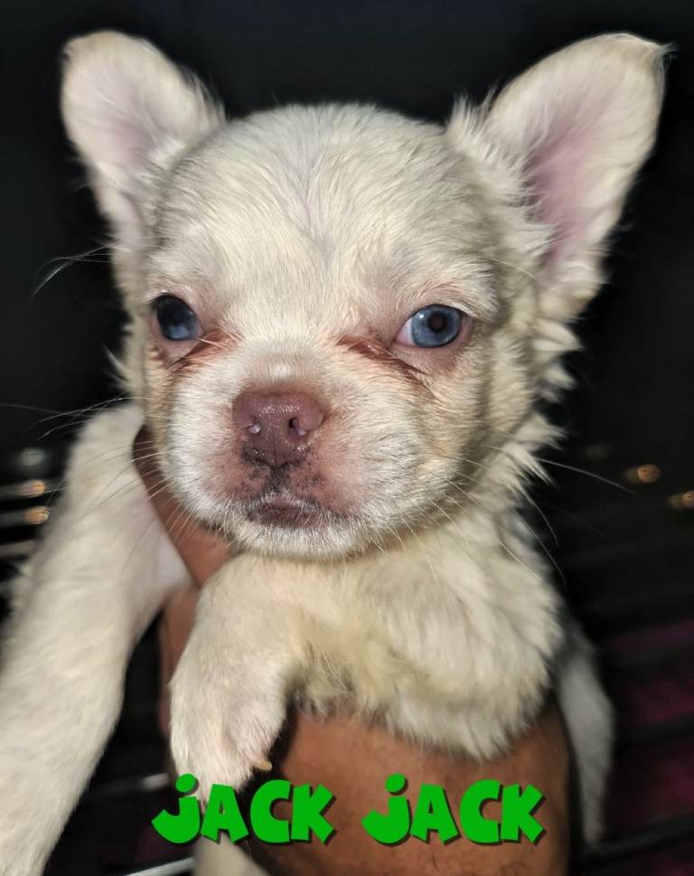  💎 7 Rare Visual Fluffy French Bulldog Puppies – Top Quality, Ready Now! 💎