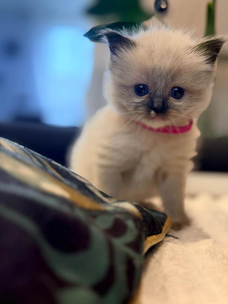 Beautiful Ragdoll Kittens For Sale 🐾