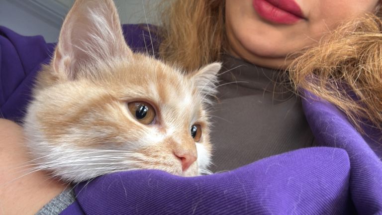2 Beautiful & Affectionate Kittens – 1 Ginger Girl & 1 Handsome Boy ❤️