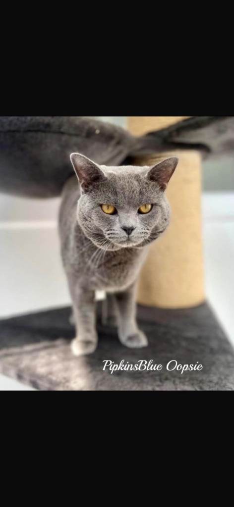 British short hair kitten 