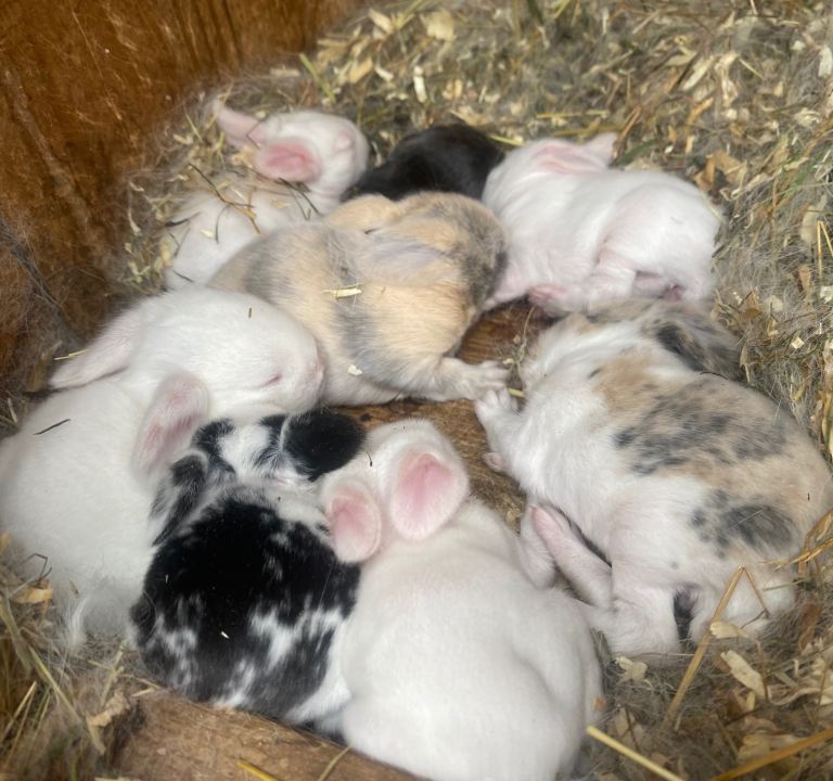 Mini lops ( Est since 2014 ) 