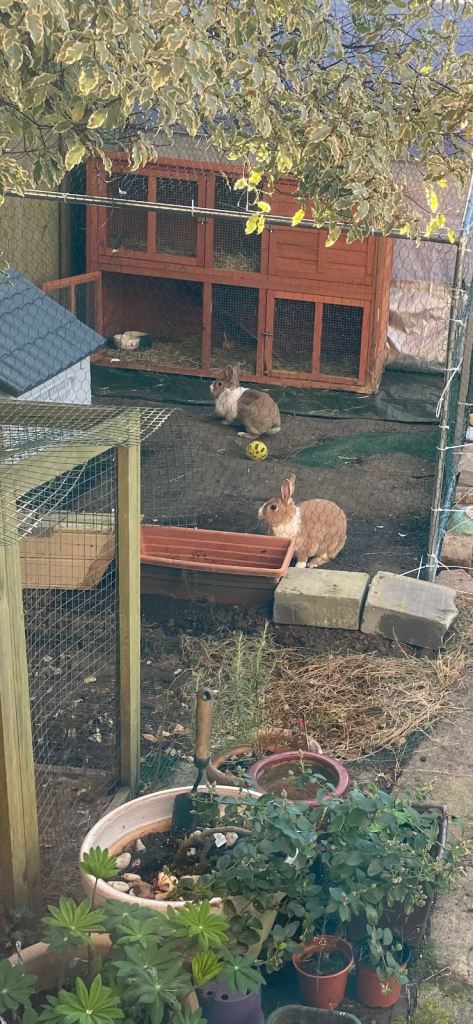 New Home for a Dutch Rabbit