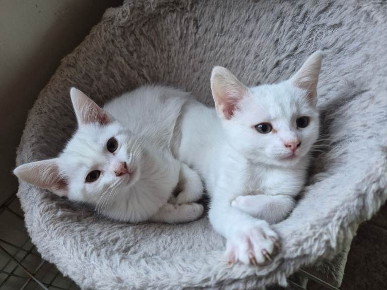 2 white kittens (boy & girl)