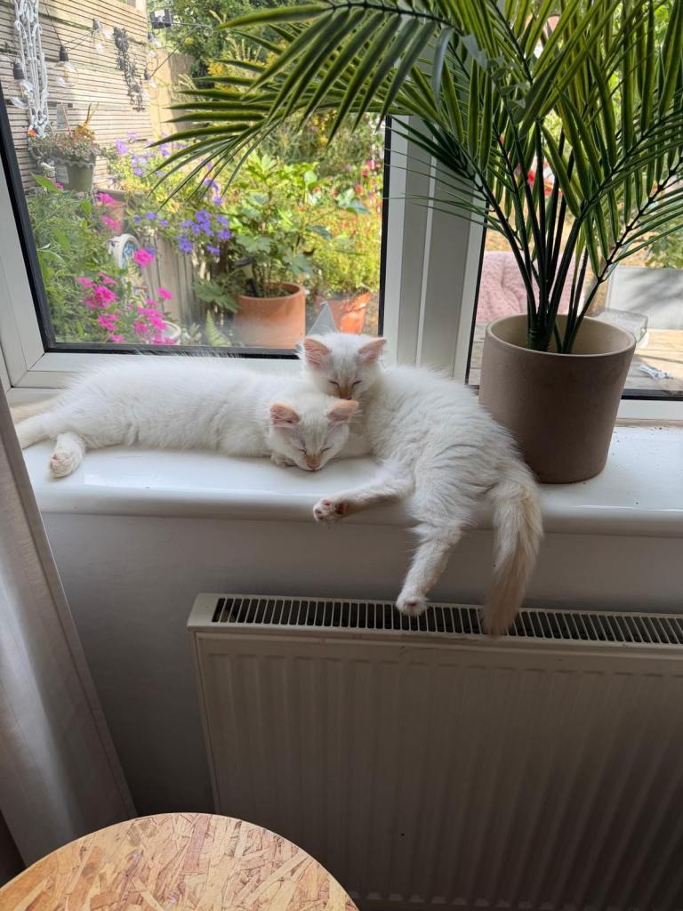 2 ragdoll flame point kittens left