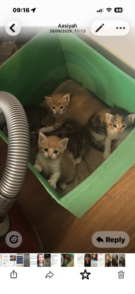 5 kittens 