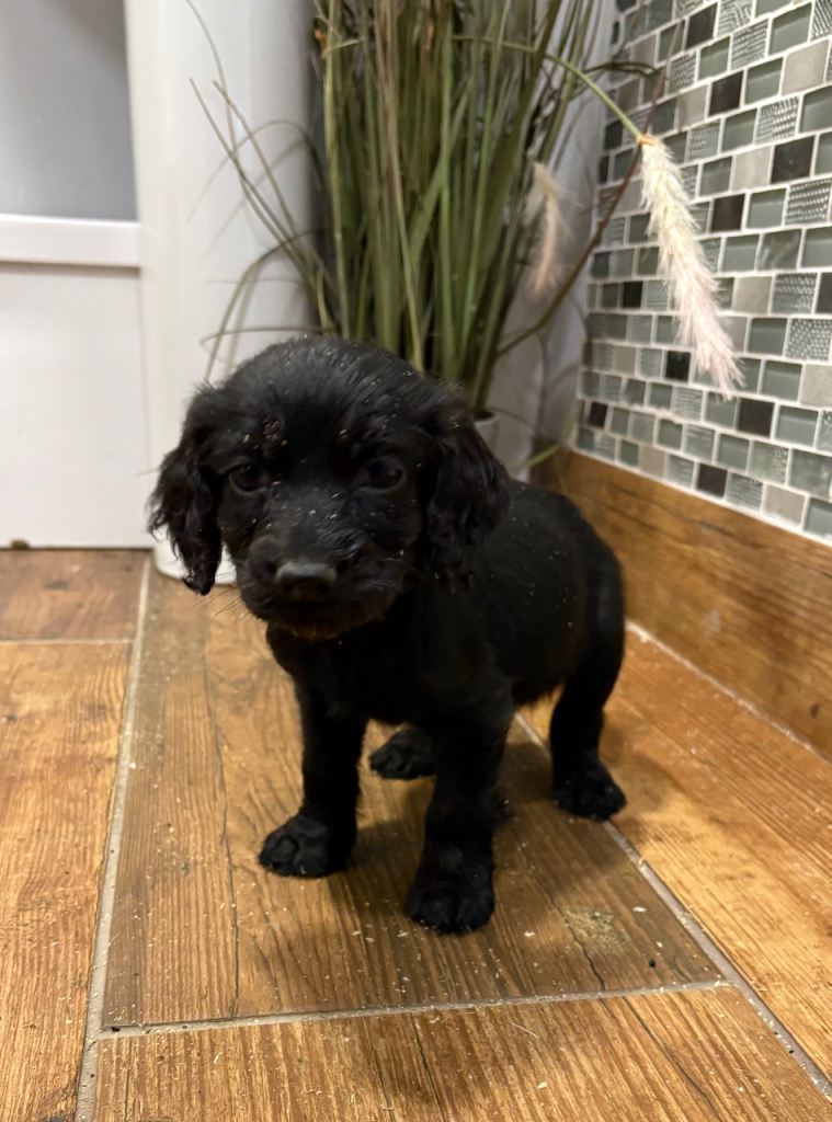 F1B cockapoo pups Ready 20-12