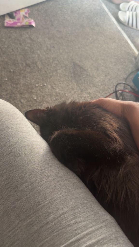 Cat finding a new forever home