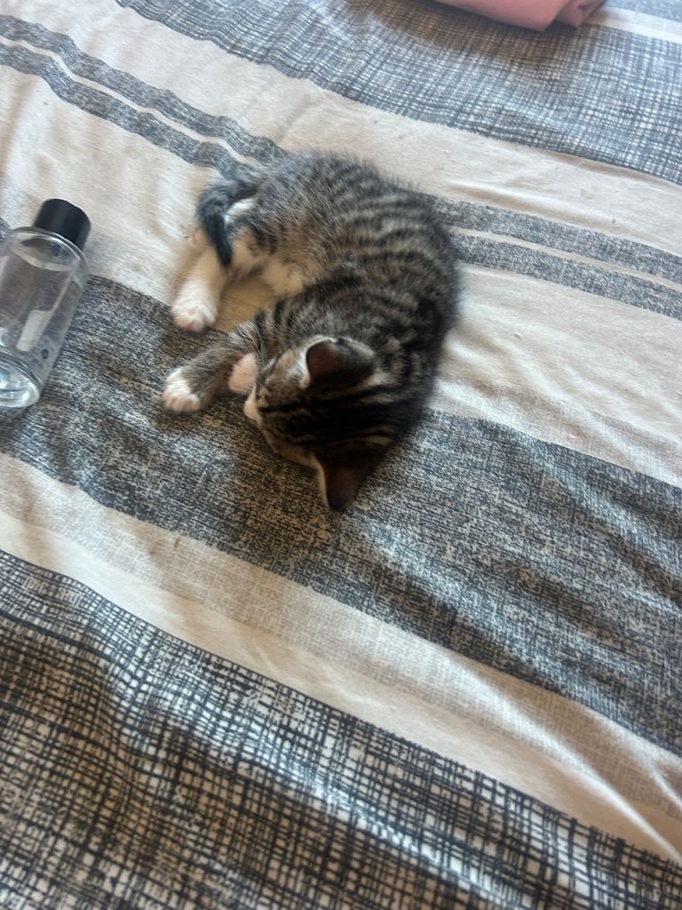 6 week old tabbie fluffy kittens 