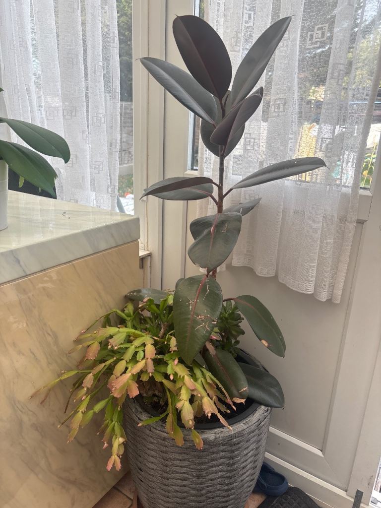 Rubber Plant and Christmas Cactus in Grey Pot