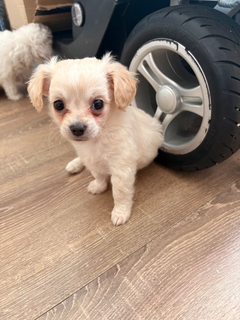 Long coat Chipoo male puppy ready to leave