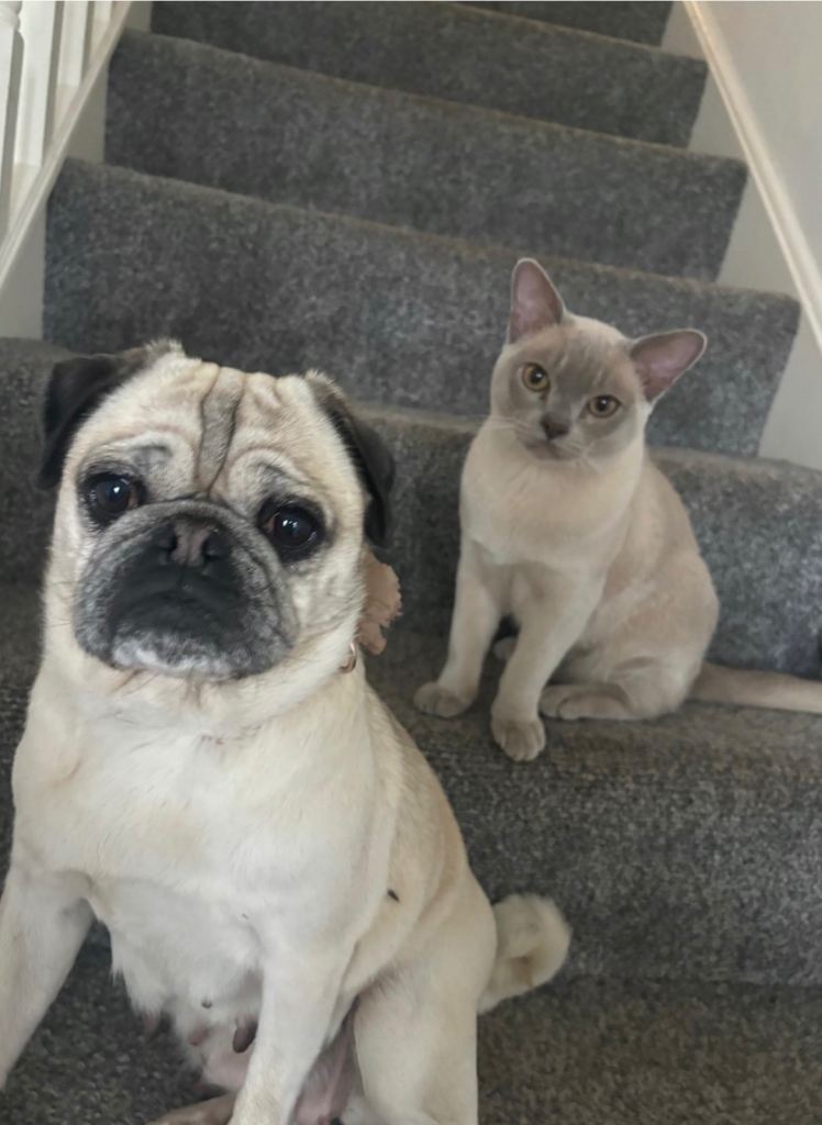 Beautiful female pug age 6 for sale 