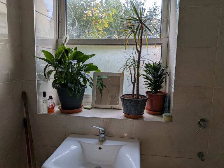 House. Plants for sale