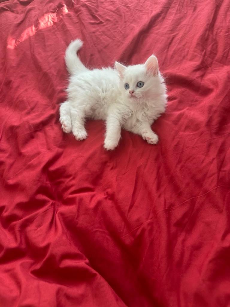British kittens 