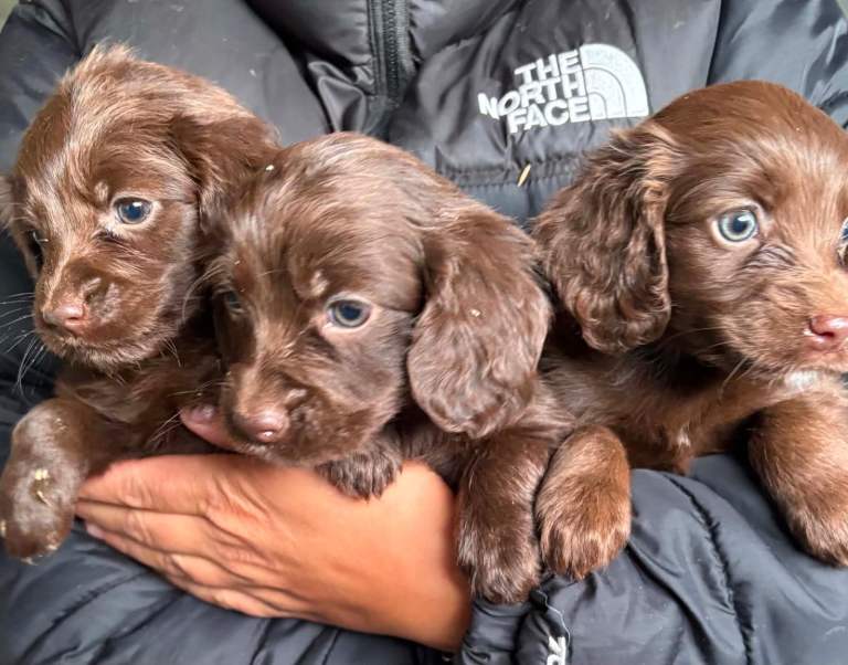 **READY NOW** Our Stunning Cocker Spaniel Puppies now only 3 boys left available. 