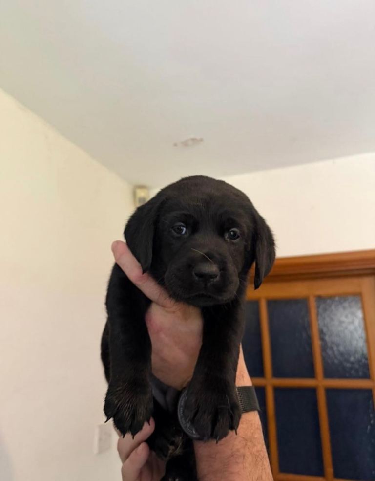 2 left - Black and golden Labrador retriever puppies 