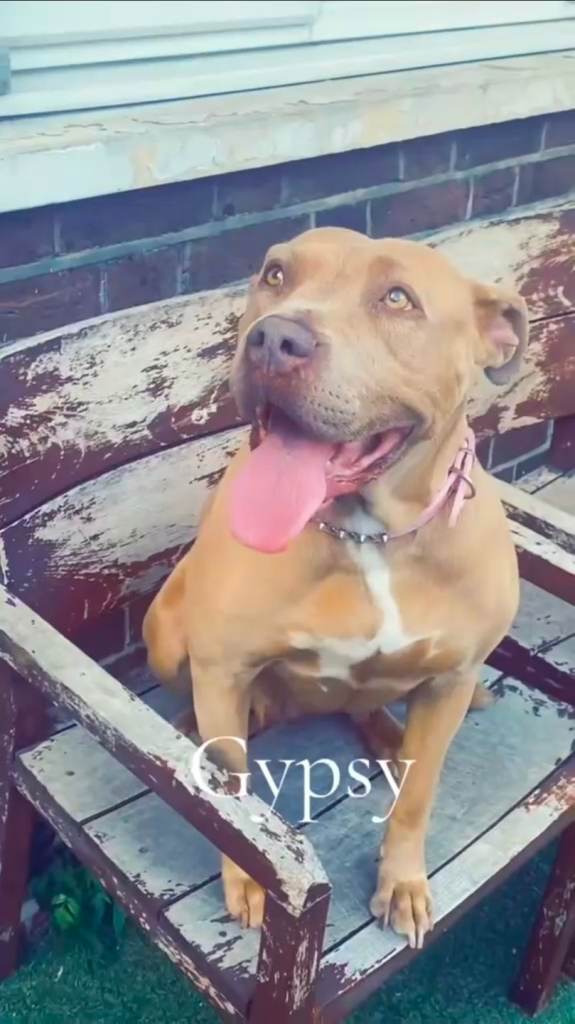 7 year old Dog to a good home 