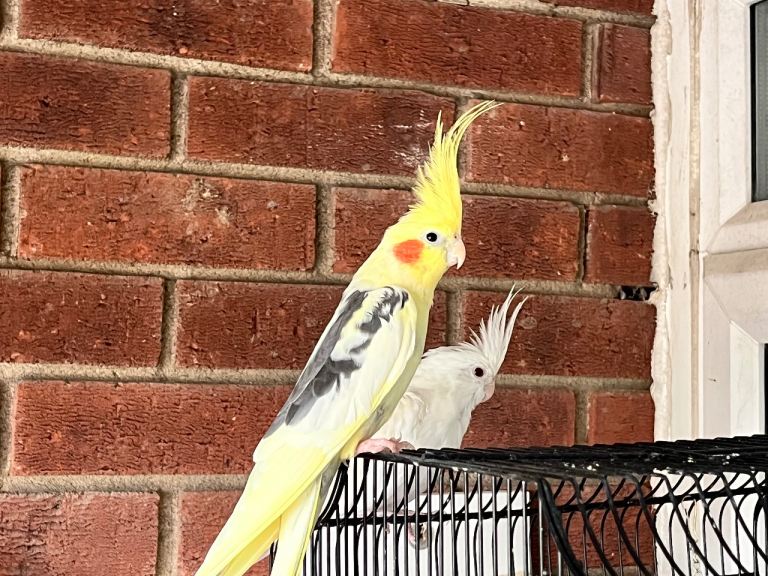 A pair of cockatiels 