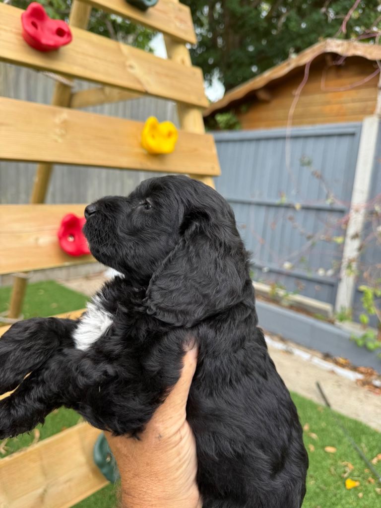Cockapoo puppies 