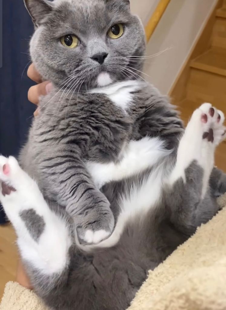 Beautiful kitten cat Blue 