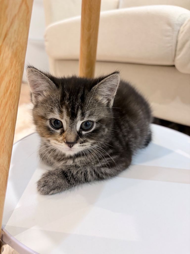 Dilute calico girl Kitten
