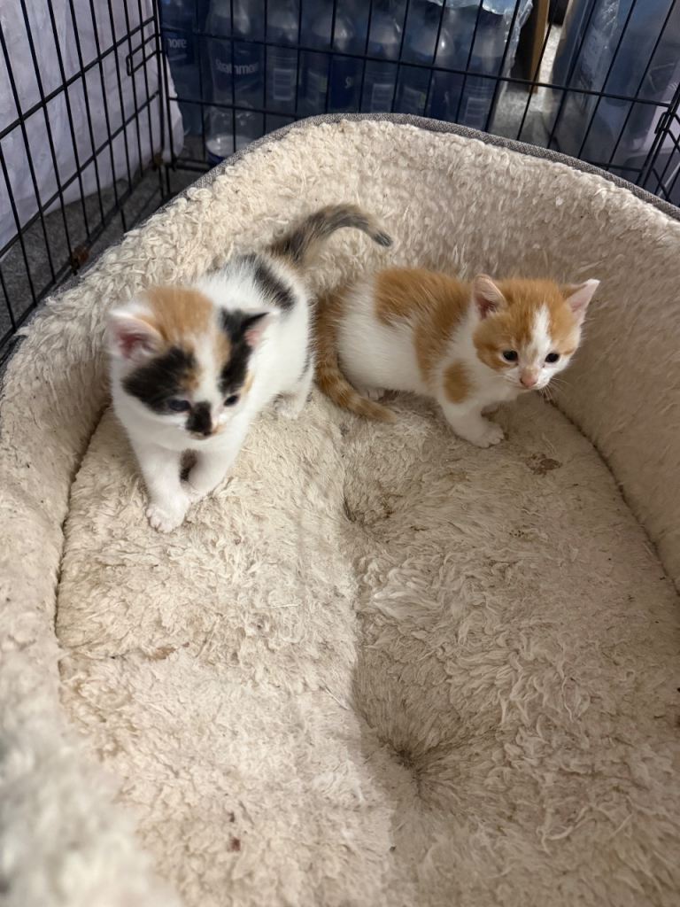 Kittens for sale 