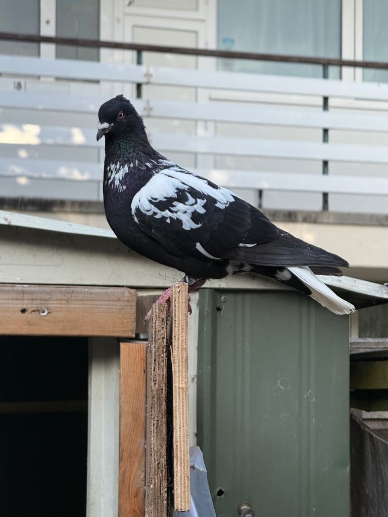 Nice and Clean Pigeons for Sale 