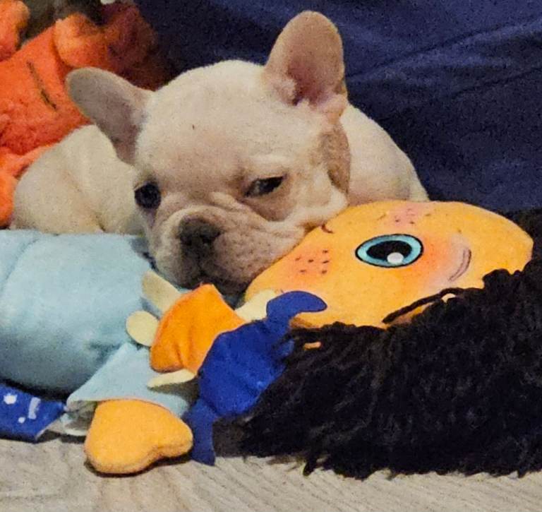 Lovley litter of frenchie pups 