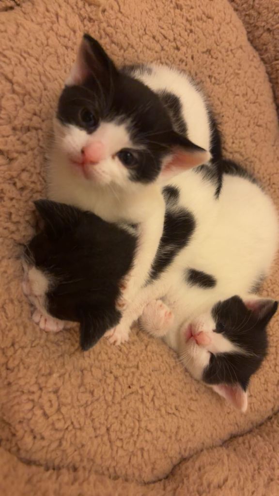 cats for sale 