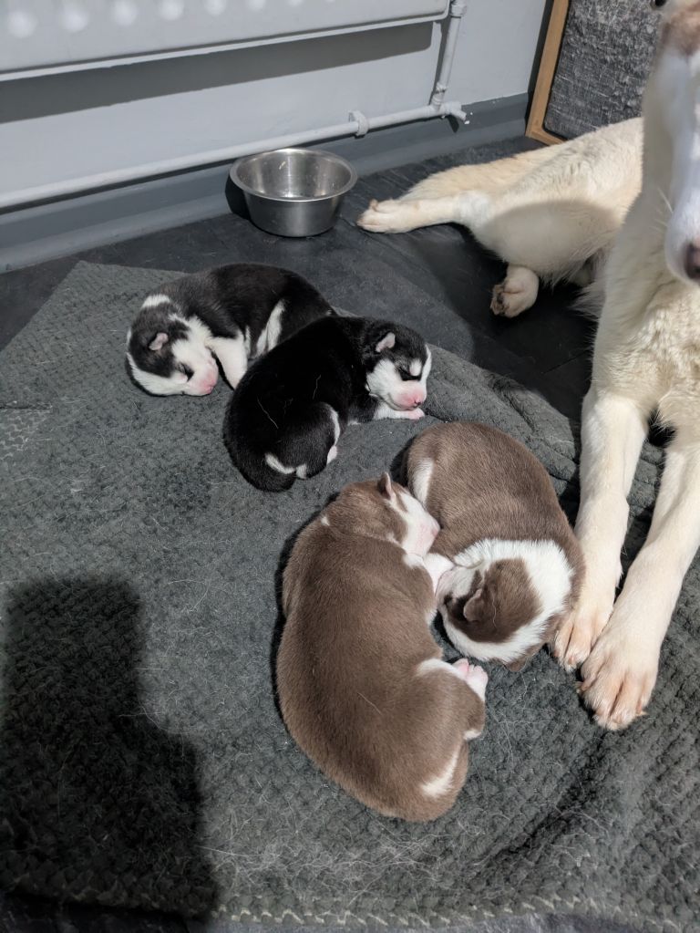  Gorgeous Husky pups