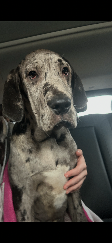 Kc registered Great Dane 