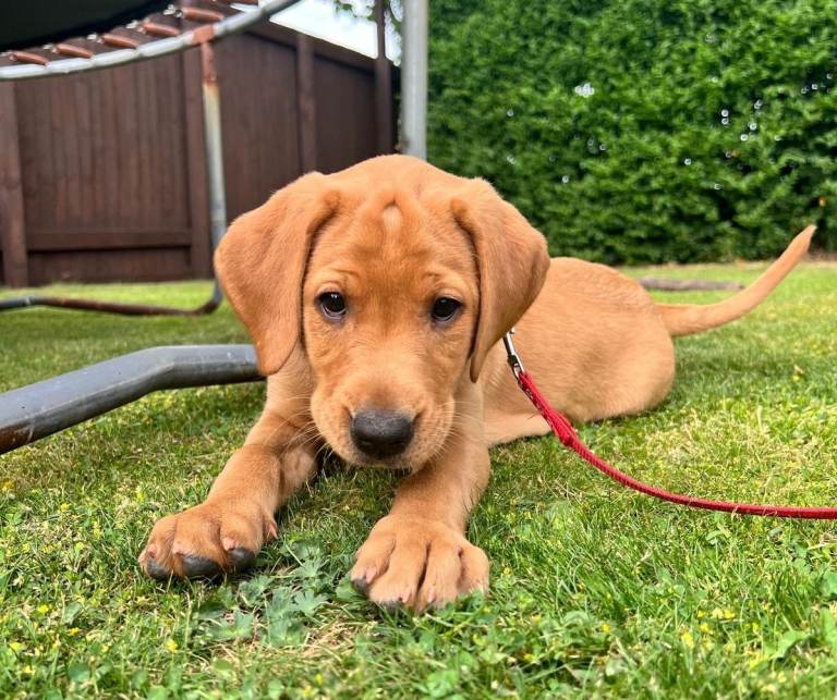 KC Registered Fox Red Labrador puppies - READY NOW