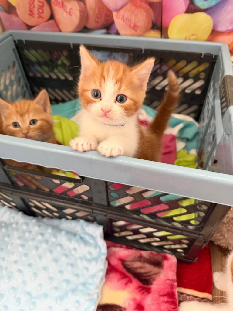 Baby Kittens for sale 