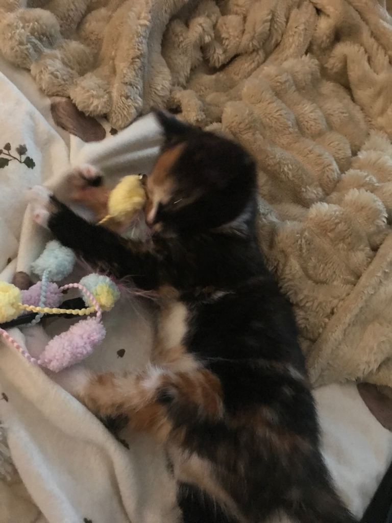 Tortoise shell kitten 