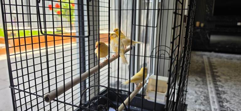 Canary quick sale